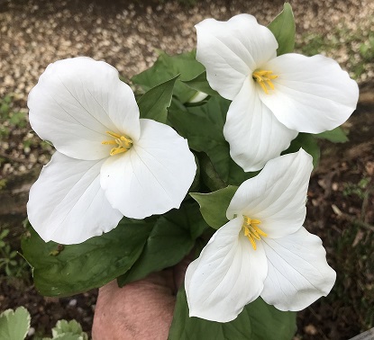 Trillium grandiflorum (delivery Autumn)